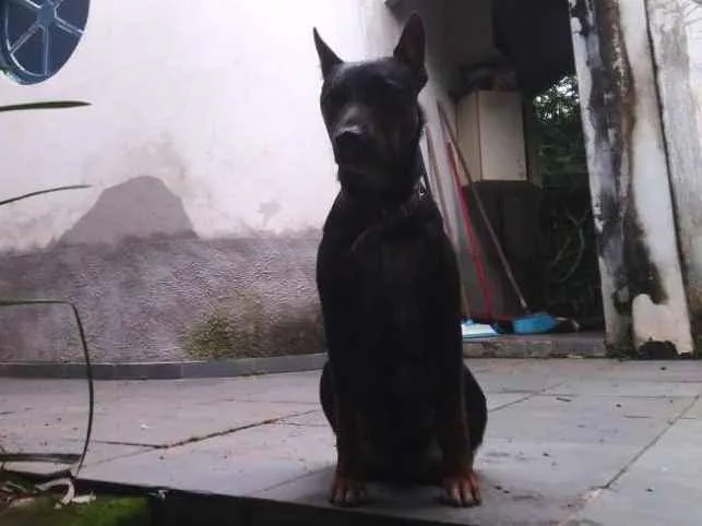 Cachorro ra a Sem raça (estilo cão policial) idade  nome Bidu