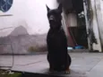 Bidu