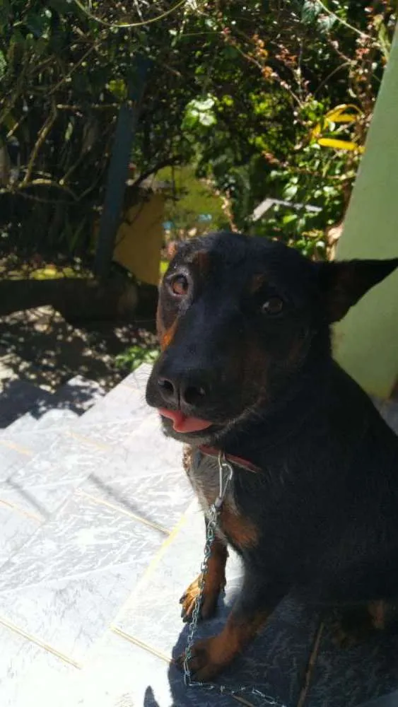 Cachorro ra a Sem raça (estilo cão policial) idade  nome Bidu