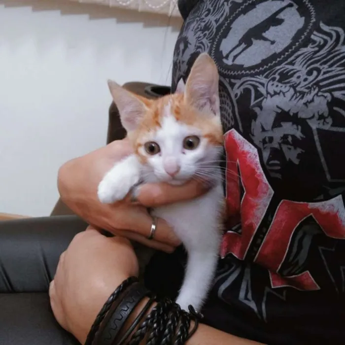 Gato raça  idade Abaixo de 2 meses nome Misa