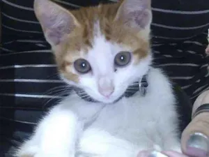 Gato raça  idade Abaixo de 2 meses nome Misa