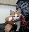 Misa