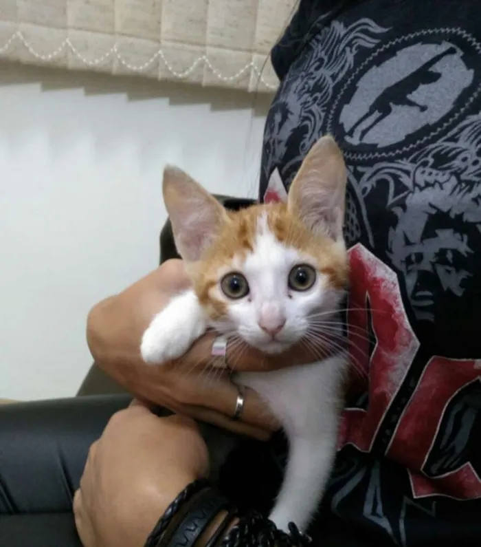 Gato raça  idade Abaixo de 2 meses nome Misa