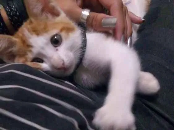 Gato raça  idade Abaixo de 2 meses nome Misa