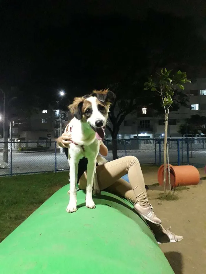Cachorro raça vira lata idade 7 a 11 meses nome Theo