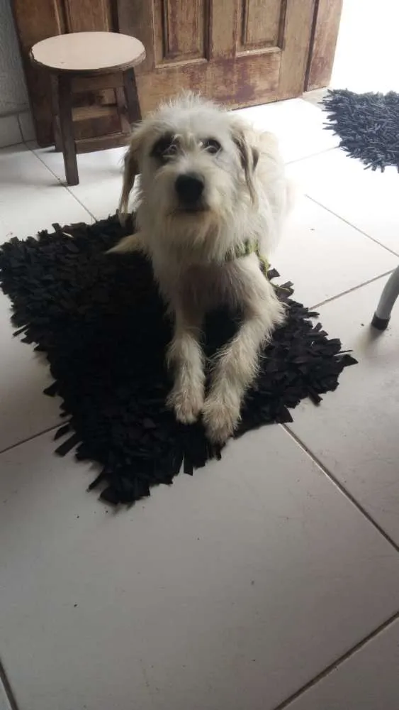 Cachorro raça  idade 1 ano nome Baruque 