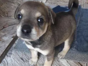 Cachorro raça Mestiço de pitbull idade Abaixo de 2 meses nome Sem nome ainda