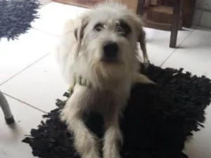 Cachorro raça  idade 1 ano nome Baruque 