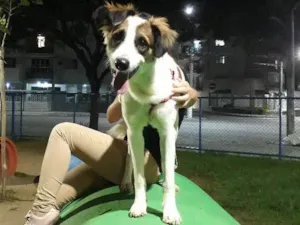 Cachorro raça vira lata idade 7 a 11 meses nome Theo