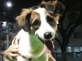 Cachorro raça vira lata idade 7 a 11 meses nome Theo