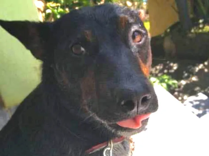 Cachorro ra a Sem raça (estilo cão policial) idade  nome Bidu
