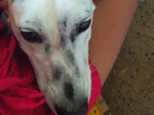 Cachorro raça Viralata com dalmata idade 1 ano nome Princesa