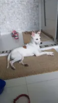 Não tem