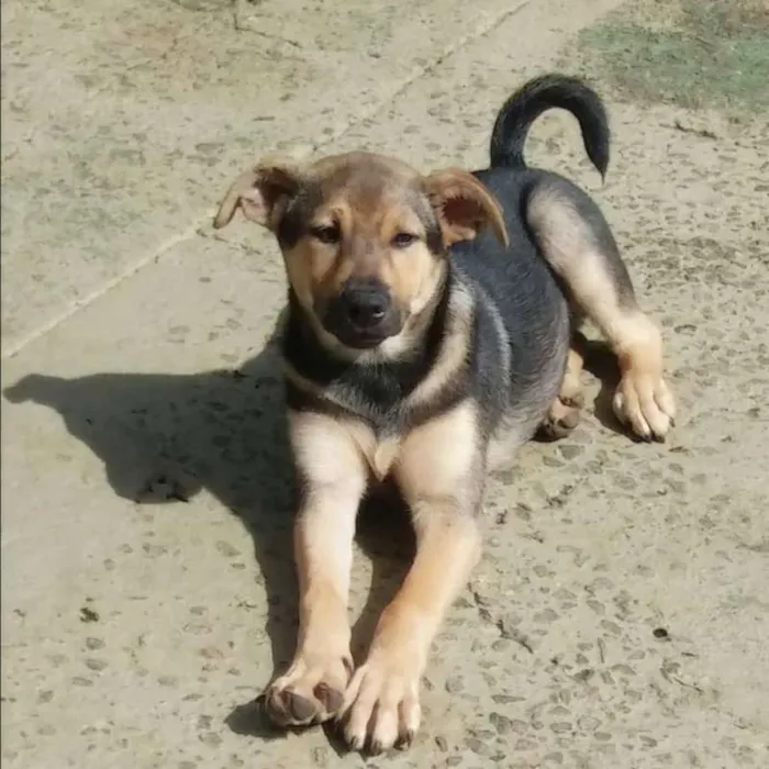 Cachorro ra a Srd idade 2 a 6 meses nome Athos