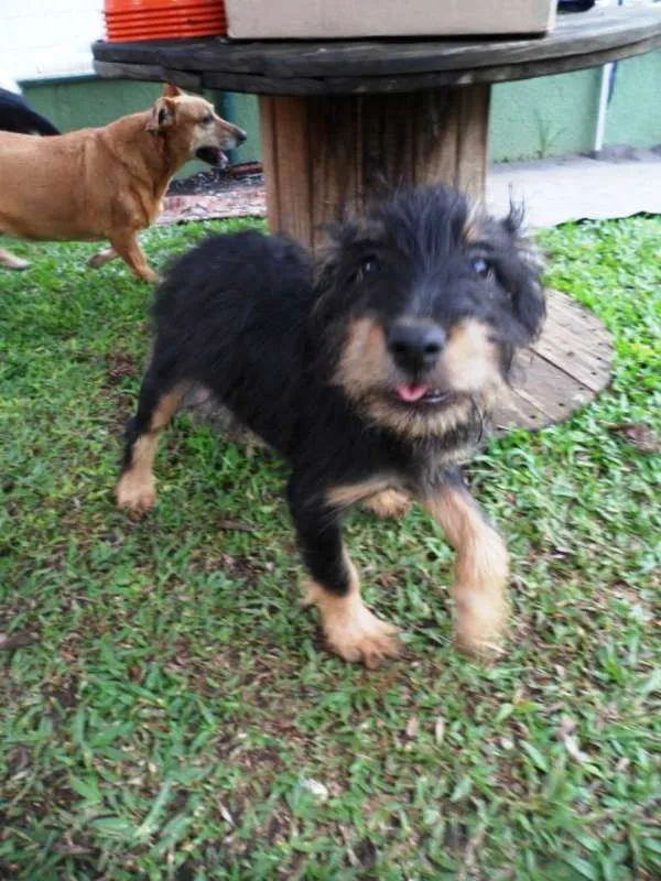 Cachorro ra a SRD idade 2 a 6 meses nome Teo