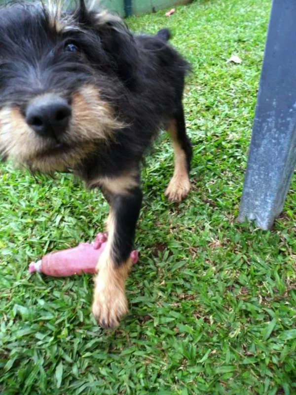 Cachorro ra a SRD idade 2 a 6 meses nome Teo