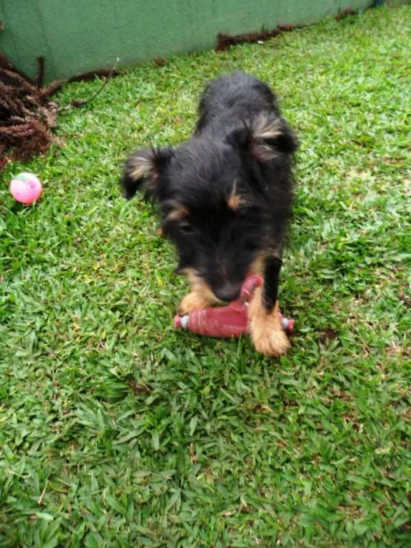Cachorro ra a SRD idade 2 a 6 meses nome Teo