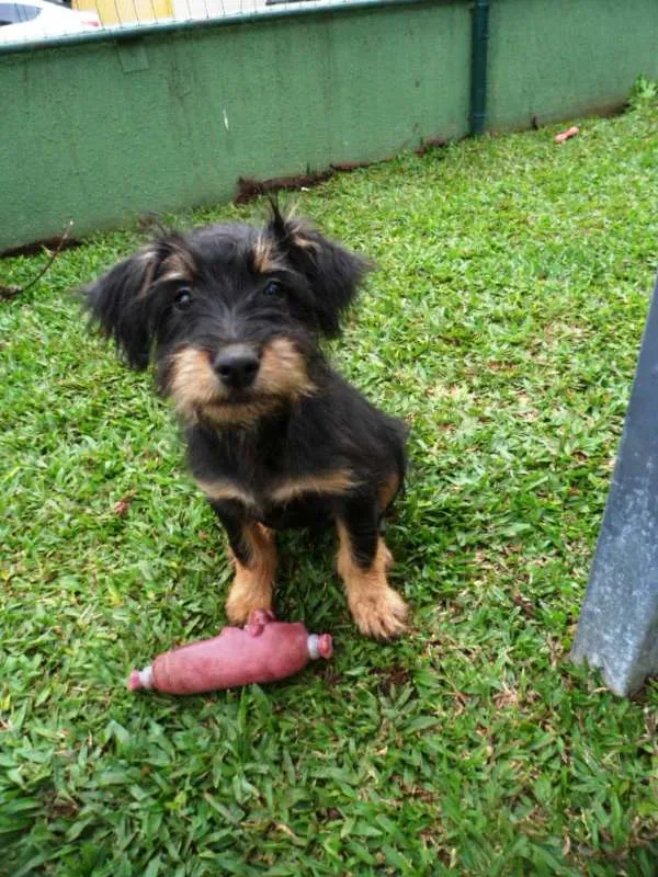 Cachorro ra a SRD idade 2 a 6 meses nome Teo