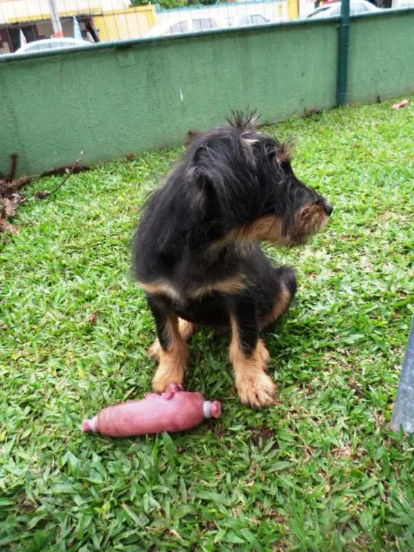 Cachorro ra a SRD idade 2 a 6 meses nome Teo