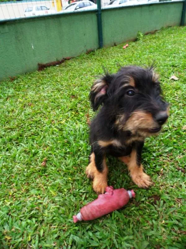 Cachorro ra a SRD idade 2 a 6 meses nome Teo