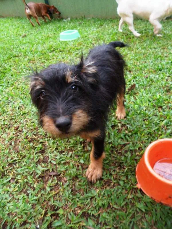 Cachorro ra a SRD idade 2 a 6 meses nome Teo