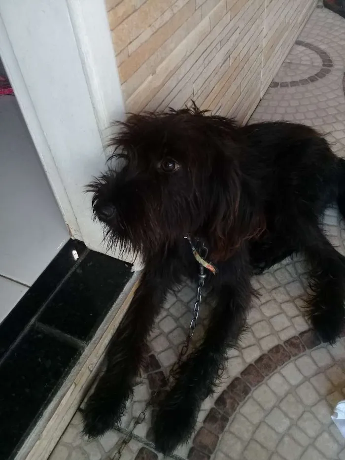 Cachorro ra a Sem dentificação  idade 7 a 11 meses nome Flor