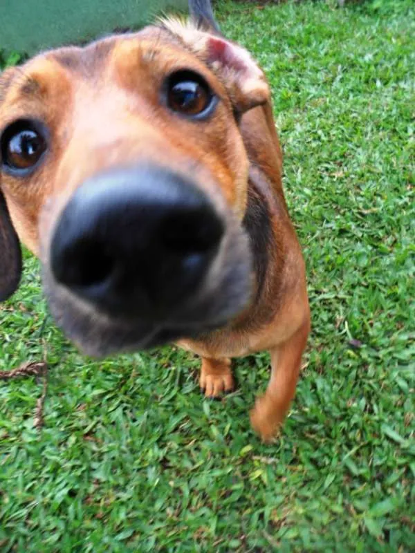 Cachorro ra a SRD idade 2 anos nome Zeca