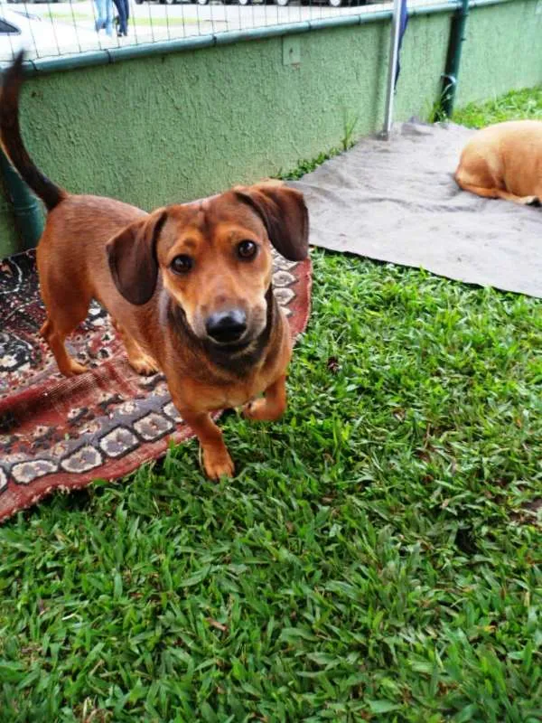 Cachorro ra a SRD idade 2 anos nome Zeca
