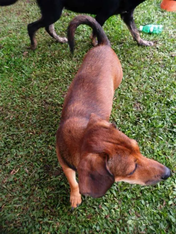 Cachorro ra a SRD idade 2 anos nome Zeca