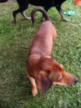 Zeca