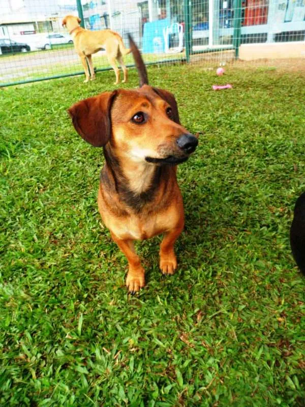 Cachorro ra a SRD idade 2 anos nome Zeca