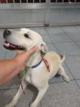Bonita