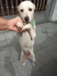 Bonita