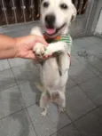 Bonita
