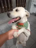 Bonita