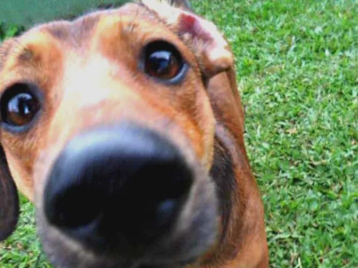 Cachorro ra a SRD idade 2 anos nome Zeca