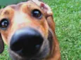 Zeca
