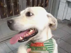 Cachorro raça SRD idade 2 anos nome Bonita