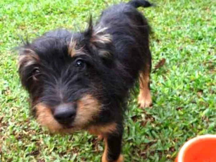 Cachorro ra a SRD idade 2 a 6 meses nome Teo