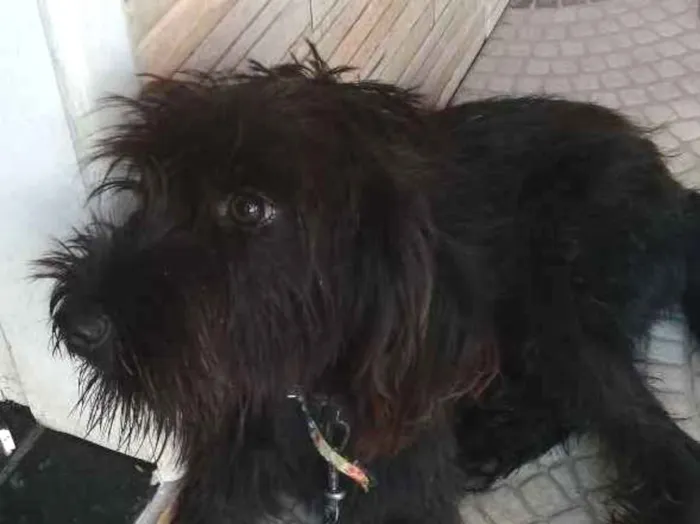 Cachorro ra a Sem dentificação  idade 7 a 11 meses nome Flor