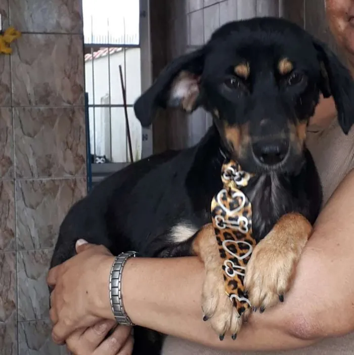 Cachorro ra a SRD idade 1 ano nome Joaquim