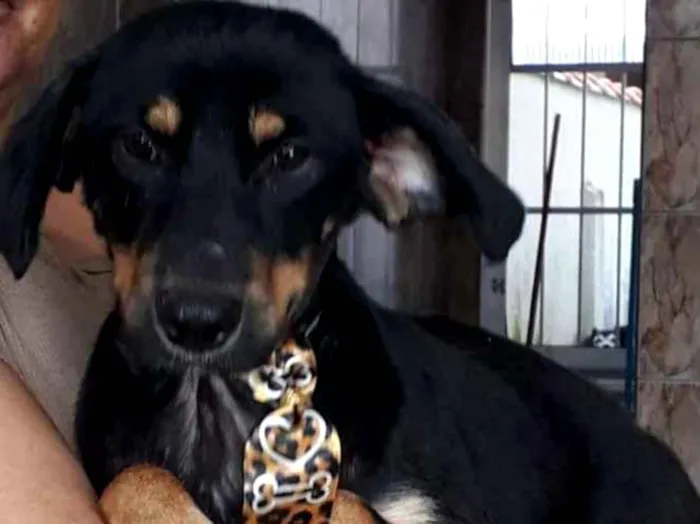 Cachorro ra a SRD idade 1 ano nome Joaquim