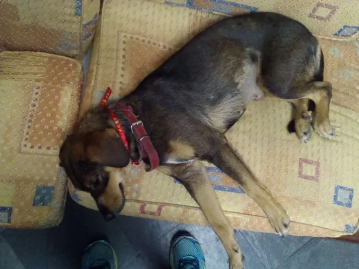 Cachorro ra a SRD idade 1 ano nome Mel