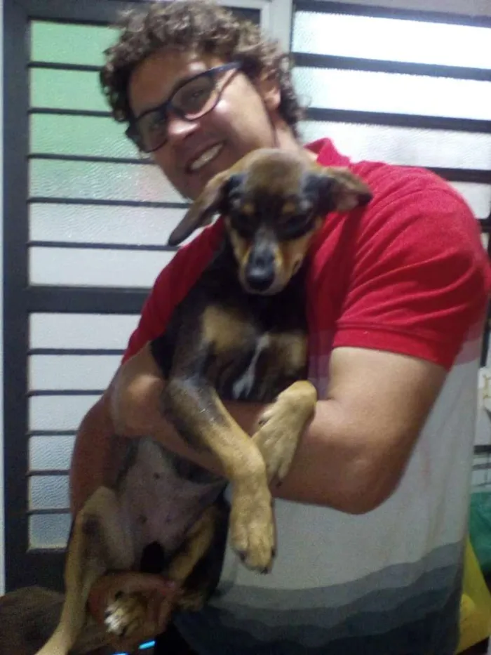 Cachorro ra a SRD idade 1 ano nome Mel