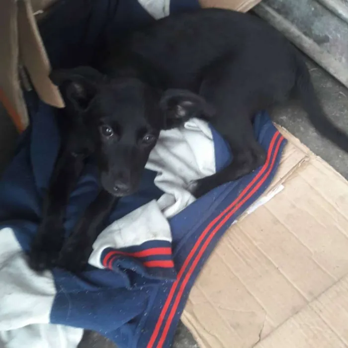 Cachorro ra a SRD idade 2 a 6 meses nome Nina
