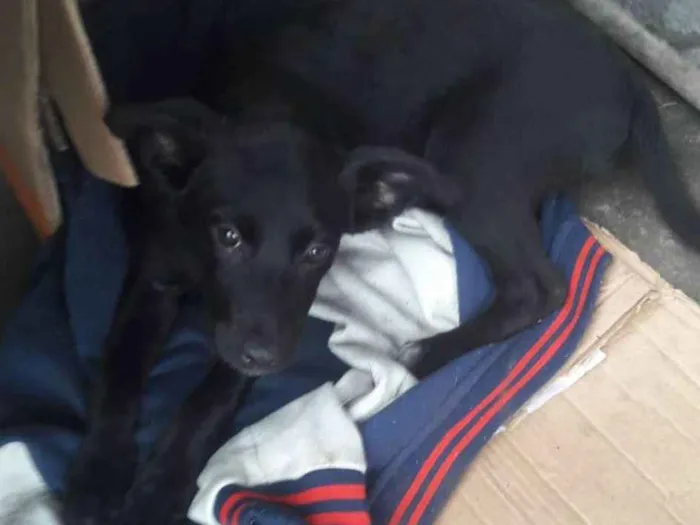 Cachorro ra a SRD idade 2 a 6 meses nome Nina