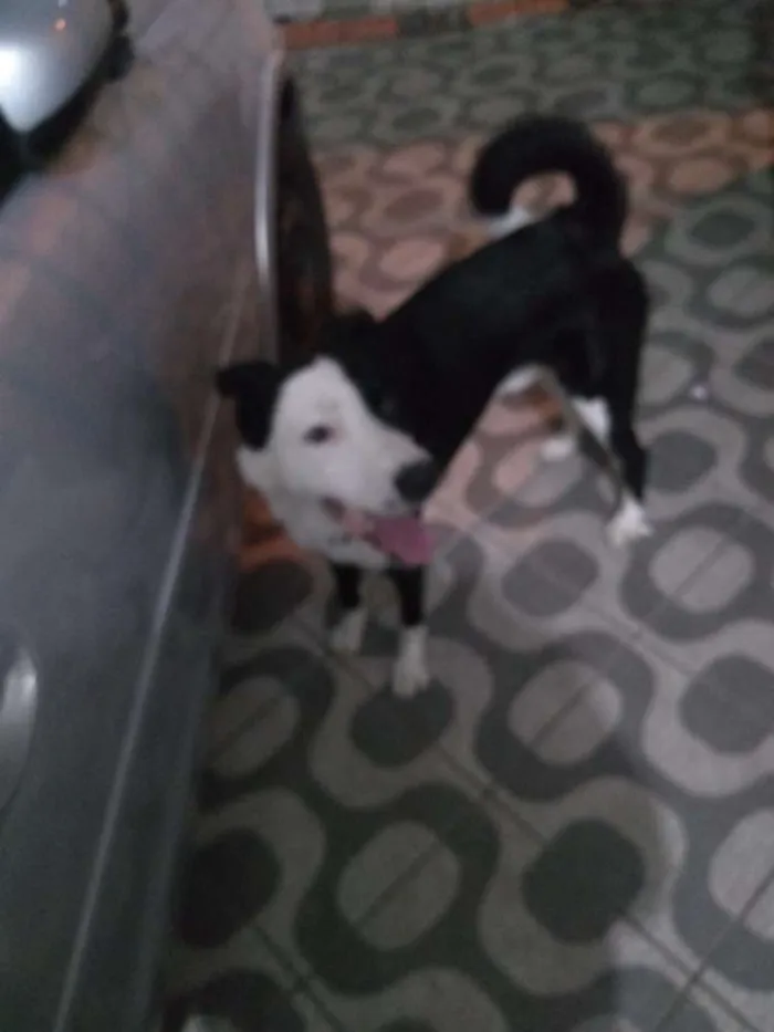 Cachorro ra a Labrador idade 3 anos nome Sansão