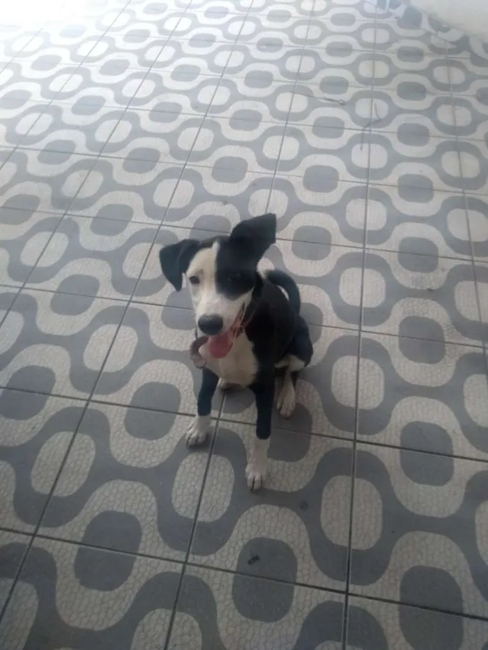 Cachorro ra a Labrador idade 3 anos nome Sansão