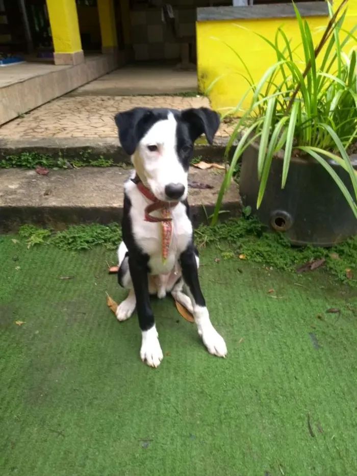 Cachorro ra a Labrador idade 3 anos nome Sansão