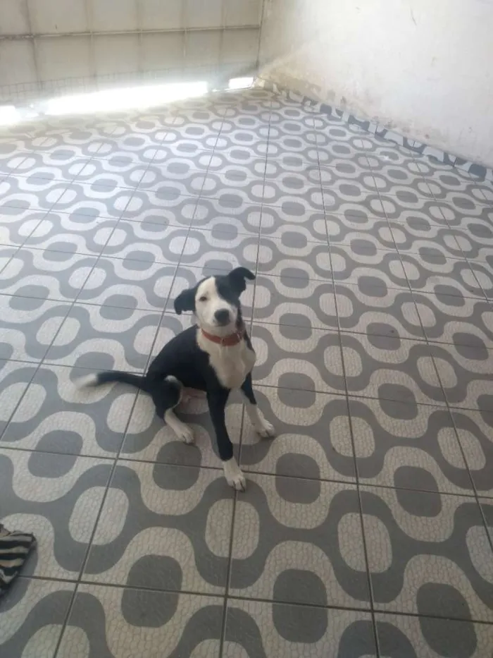 Cachorro ra a Labrador idade 3 anos nome Sansão